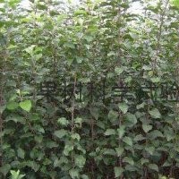 長(zhǎng)期供應(yīng)山楂苗大量 批發(fā)2——25公分山楂樹(shù)苗質(zhì)優(yōu)價(jià)廉占地苗