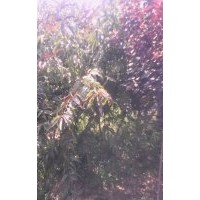 蘋果苗基地￥早熟蘋果苗價(jià)錢@早熟蘋果苗批發(fā)