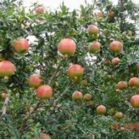 突尼斯樹苗價(jià)格/河陰軟籽石榴苗/軟籽石榴樹苗3
