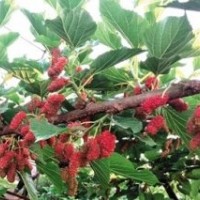 供應(yīng)紅果2號(hào)果桑苗