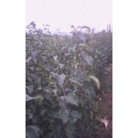 哪里有梨樹苗產(chǎn)地？山西梨樹苗圖片