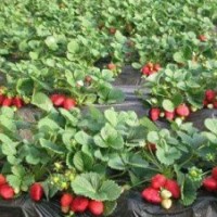 章姬、紅顏、豐香草莓苗批發(fā)價格