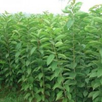 長(zhǎng)期供應(yīng)李子苗