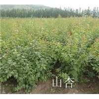 優(yōu)質(zhì)國槐苗，皂角苗，山楂苗