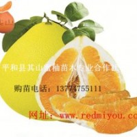 紅肉蜜柚苗批發(fā)