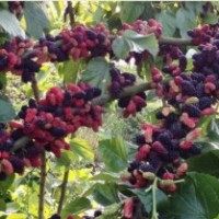 供應(yīng)優(yōu)質(zhì)果桑苗 抗性強產(chǎn)量高