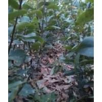 山東泰安柱狀梨樹苗批發(fā)價格
