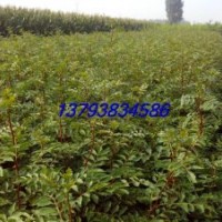 花椒苗 花椒樹苗 大紅袍花椒苗 花椒樹