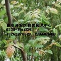 山東泰安香椿苗批發(fā)價格