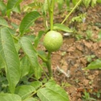 核桃苗基地 8518核桃苗基地