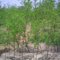 山西棗樹苗 棗樹供應(yīng)