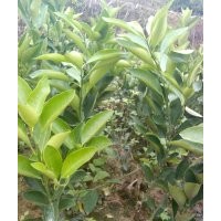 供應(yīng)鹿寨無(wú)核蜜橙桂橙一號(hào)優(yōu)質(zhì)果苗