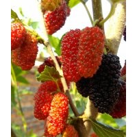 供應(yīng)果桑苗