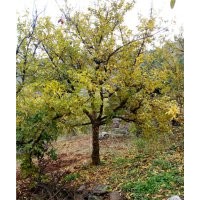 石榴樹(shù)苗-棗莊石榴樹(shù)苗-石榴樹(shù)苗基地