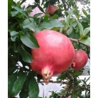 供應3-5公分石榴樹