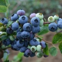 出售黑醋栗苗紅醋栗苗藍(lán)莓苗