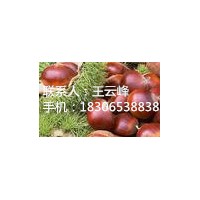 臨沂板栗苗基地：大紅袍板栗苗、寶元板栗苗、中華栗王板栗苗