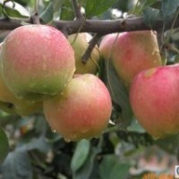 矮化蘋果苗 矮化蘋果苗批發(fā) 矮化蘋果苗基地