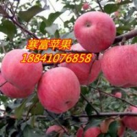 遼寧寒富蘋果苗/兩刀寒富蘋果苗