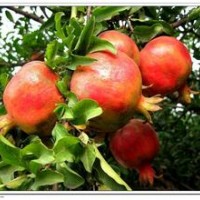 臨沂石榴苗供應(yīng)，石榴苗價格，如意軟籽石榴等