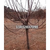 供應(yīng)蘋果樹