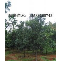 供應(yīng)浙江香泡、全冠香泡、金華香泡求購信息