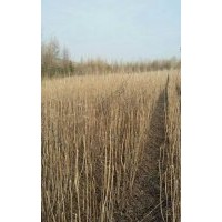 大量供應(yīng)東北核桃樹（楸子）