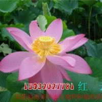 荷花苗、荷美軒、荷花苗種植