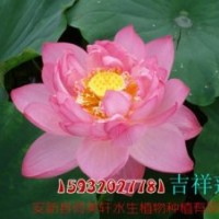 荷花苗|荷美軒(優(yōu)質(zhì)商家)|荷花苗基地