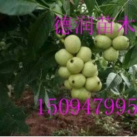 核桃苗 垂玲6號(hào)穗狀核桃樹(shù)苗價(jià)格