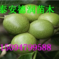 冠核一號(hào)核桃苗價(jià)格