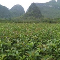 神木縣桂花樹苗,利源桂花,金桂花樹苗