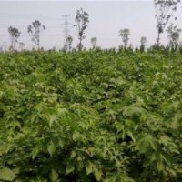 構(gòu)樹、鑫森源、構(gòu)樹價(jià)格