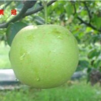 梨苗出售、麻城梨苗、湖北早熟梨苗(多圖)