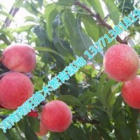 桃樹苗 桃樹苗價格 河南桃樹苗價格