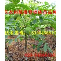 巫溪云新核桃苗 巫溪云新核桃苗基地 巫溪云新核桃苗價(jià)格