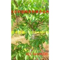 石柱8518核桃苗基地 石柱8518核桃苗價格 石柱8518核桃苗供應(yīng)