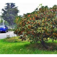 莎莎園藝、吉林丹桂幼苗、丹桂幼苗基地