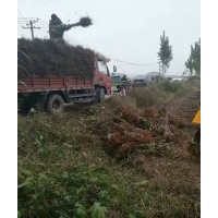 低價供應：鈣果苗(歐麗，文冠果（木瓜），杜梨苗（唐麗）