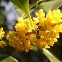 莎莎園藝|湖南金桂幼苗|金桂幼苗批發(fā)