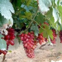 山東泰安品種葡萄苗價(jià)格