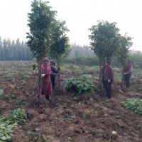 大量出售優(yōu)質(zhì)清香核桃苗