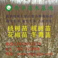 低價(jià)出售大紅袍花椒苗獅子頭、桃樹苗、梨樹苗、速生楊樹苗、欒樹
