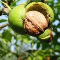 8518核桃苗木|洛林苗圃|8518核桃苗木種植技術