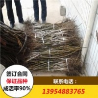 核桃苗 薄皮核桃苗價格 嫁接核桃苗基地