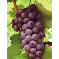 葡萄苗木,魯粒大棚葡萄苗,葡萄苗木種植商