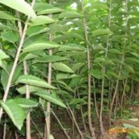 棗樹苗、蘋果苗、櫻桃苗、鈣果苗