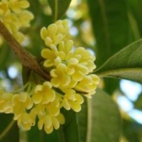 青海桂花幼苗|莎莎園藝|桂花幼苗基地