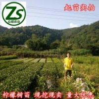 檸檬樹苗 香水檸檬