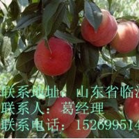 臨沂桃樹苗，桃樹接穗，桃樹